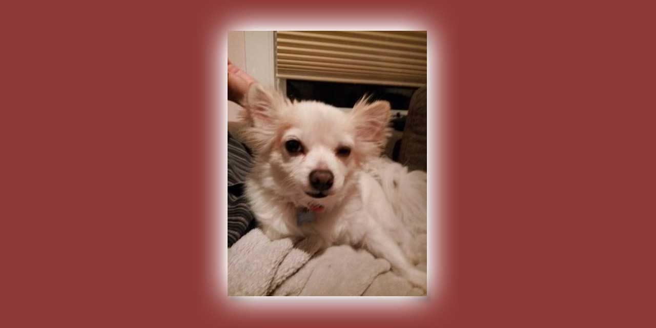 lost white chihuahua